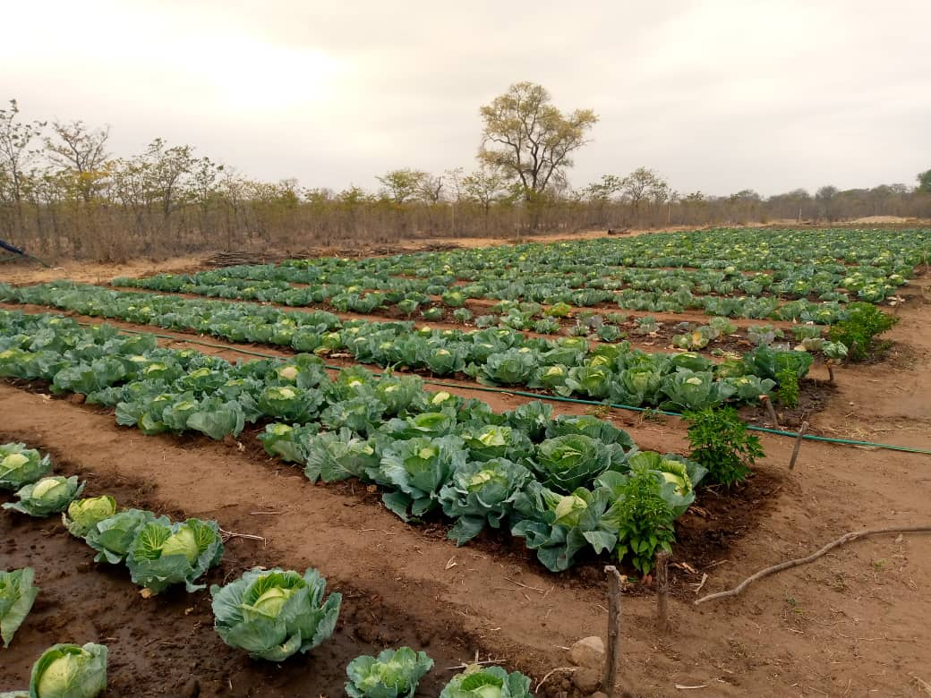 Mfila Irrigation Scheme